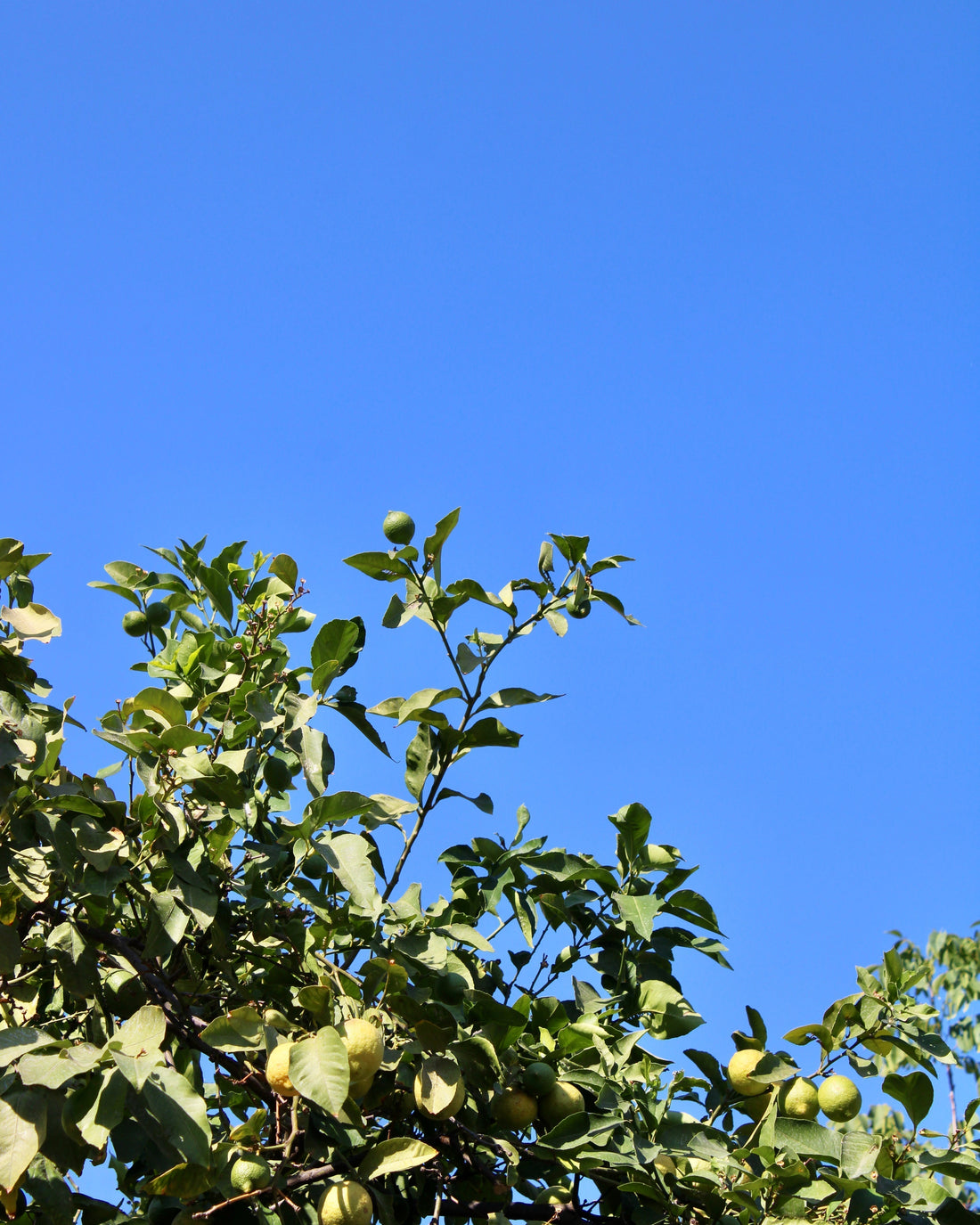 Blue Nude ~ Slow Fashion Brand - Limes in Hydra